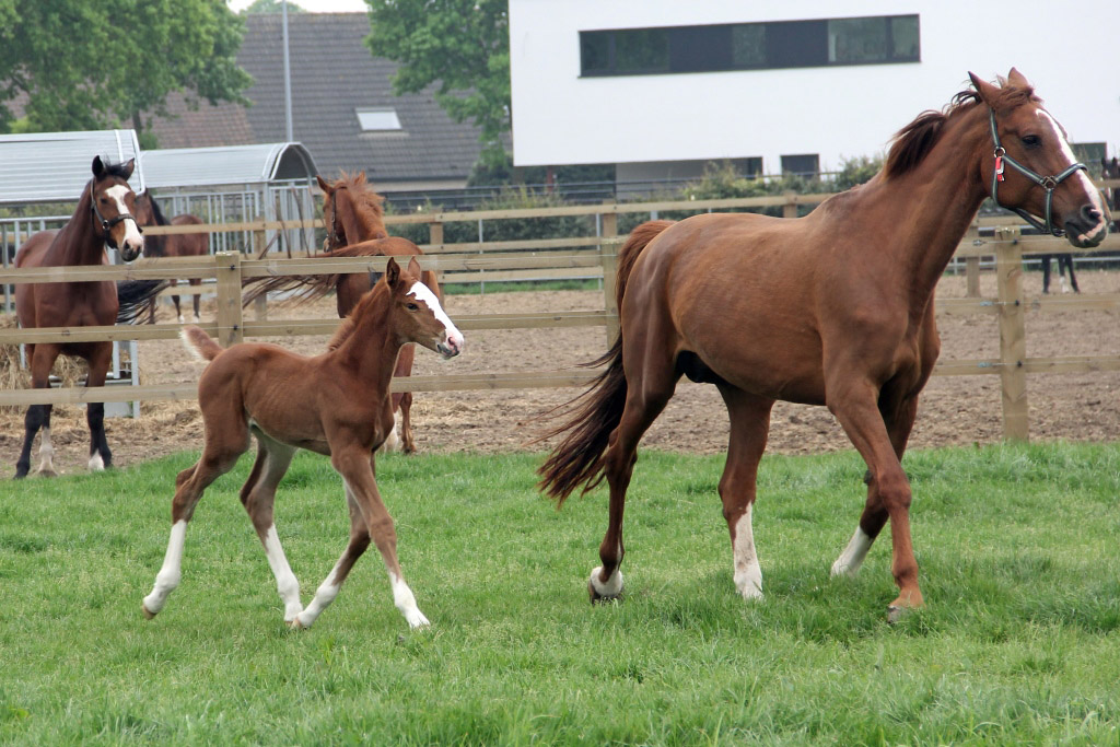 Aliora vd Holsteinerhoeve Z